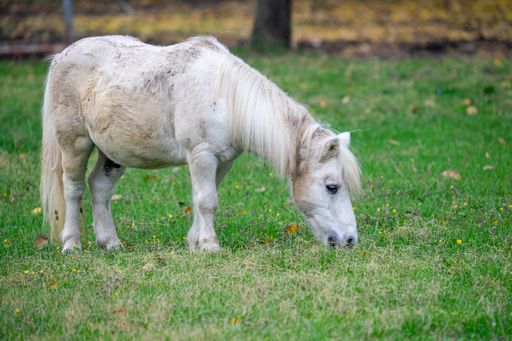 A white and brown Boulonnais horse grazing in the field
