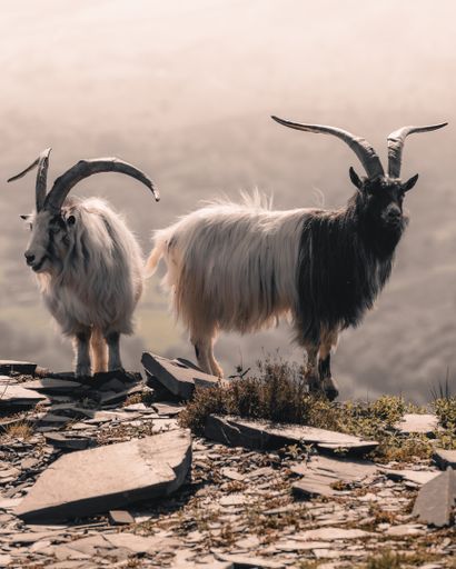 A vertical shot of two wild goats.