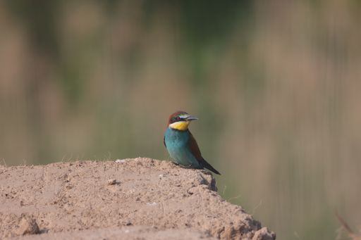 A selective focus shot of a multicolored bee-eater perched on a rock