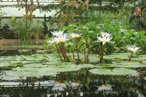 The beautiful Nymphaea Daubenyana water lilies over the water surface in the Oxford Botanic Garden