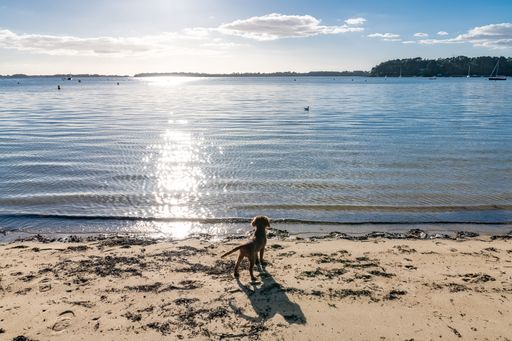 A dog cavalier king charles, a ruby puppy looking at a gull on the beach