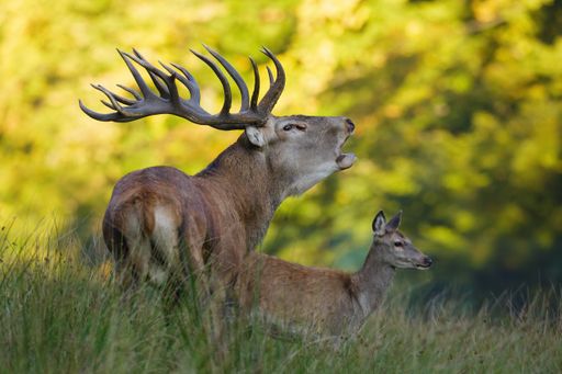 A selective focus shot of red deer with calf in the forest