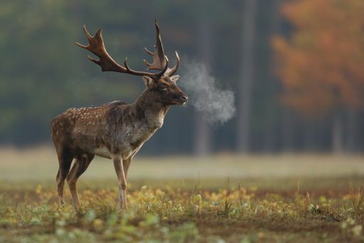 A selective focus shot of European fallow deer