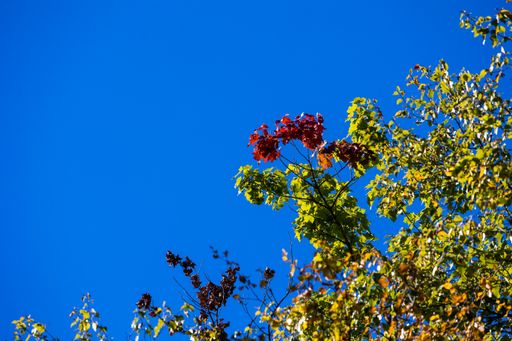 A low angle shot of tree branches with some red leaves in the sun