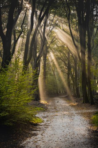 A vertical shot of a dirt road through a spring deciduous forest on a foggy morning