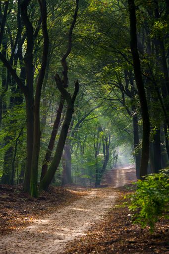A vertical shot of the sun shining through trees at a footpath in a forest during fall