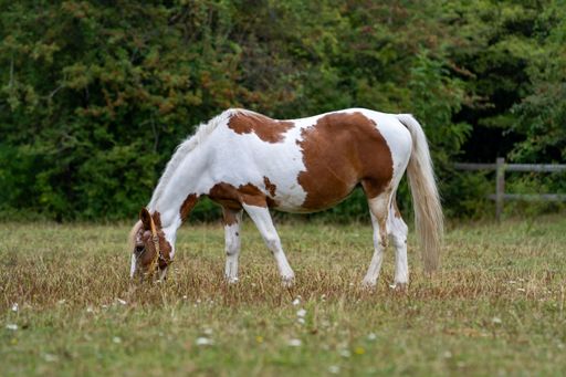A brown and white horse grazes in a lush green field with a wooden fence and trees in the background.