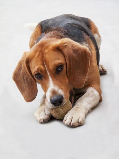 A vertical closeup of a lying beagle under the lights isolated on a white background