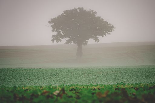 A tree in a field covered in the grass and fog on a gloomy day in the countryside