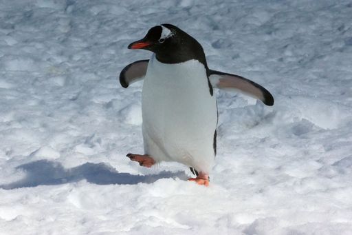 A gentoo penguin (Pygoscelis papua) walking on snow in Antarctica, showcasing its distinct black and white plumage and orange bill.