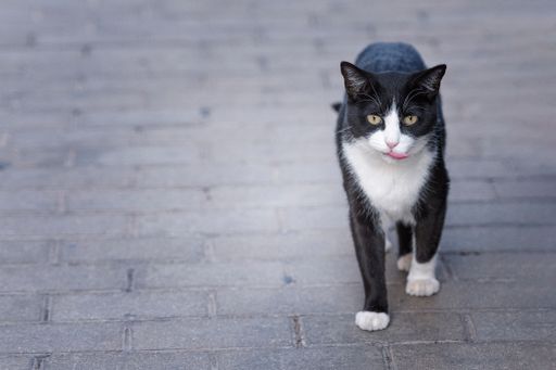 A black with white pattern cat walking on a street