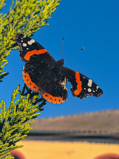 A vertical closeup shot of a butterfly on a green fir branch