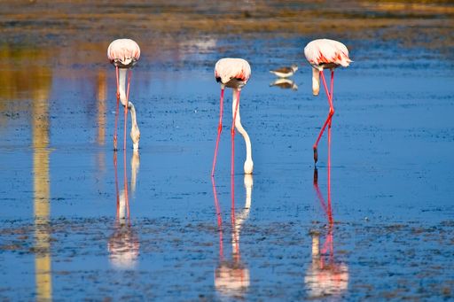 A beautiful shot of pink flamingos on a lake