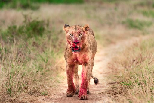 A Lioness just after feeding taken in Nairobi National park