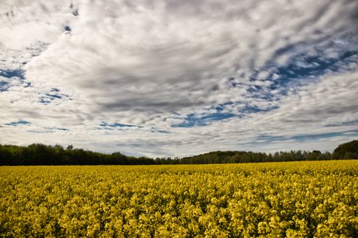 A beautiful shot of a green field full of yellow flowers under the cloudy sky