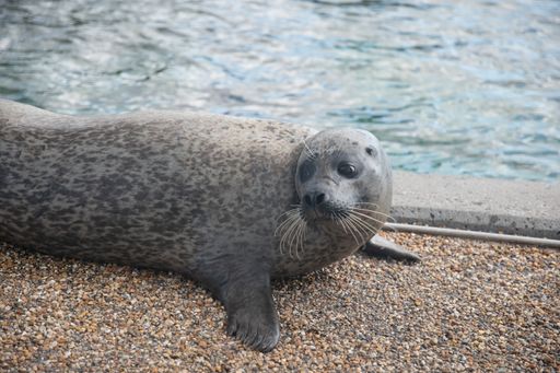 A closeup of a seal on pebbly pavement beside a pool at a zoo