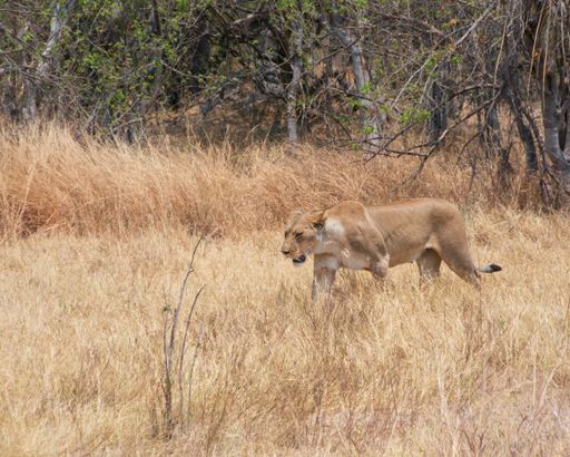 The lioness walking in the savanna. Africa wildlife.