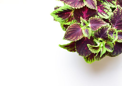 A top view of a Coleus with purple and green leaves isolated on white background