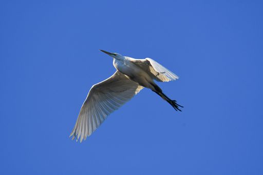 A beautiful shot of a white bird with long beak flying in the blue sky