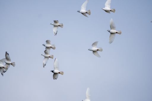 A group of flying seagulls in a blue sky