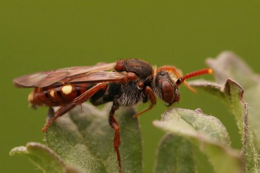Closeup on a red female of the kleptoparasite white spotted Nomada bee Nomada alboguttata against a green background