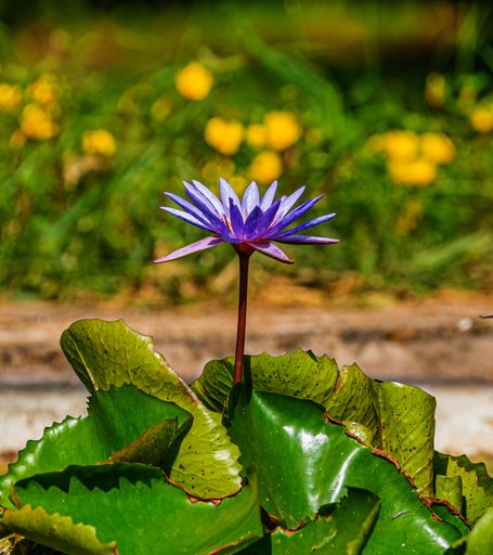 Purple Lily with green leaves in a lake