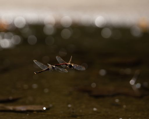 A closeup shot of dragonflies with blurred background