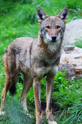 A vertical shot of a wolf in the zoo on a blurred background