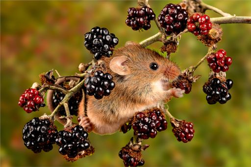 A closeup of the Eurasian harvest mouse.