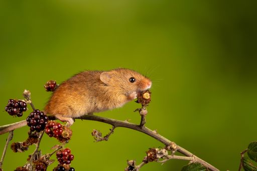A closeup of the Eurasian harvest mouse.