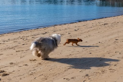 A bobtail running after a puppy King Charles, funny dogs