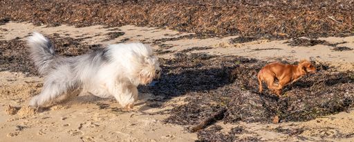 A bobtail running after a puppy King Charles, funny dogs