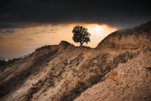 A lonely green tree on the rock against a dark orange cloudy sky during the sunset