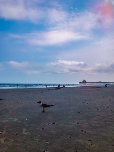 A vertical shot of a seagull on the beach on a sunset sky background