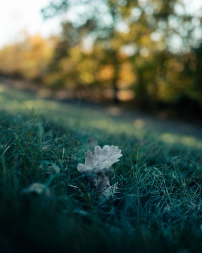 A selective of a dry oak leaf on the green grass in a park