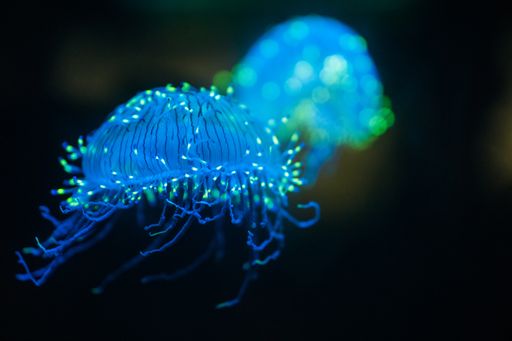 A closeup shot of vibrant jellyfish in the water on a blurred background