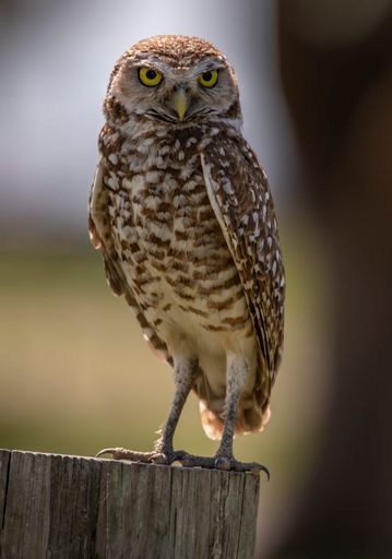 The vertical shot of the owl looking straight to a camera