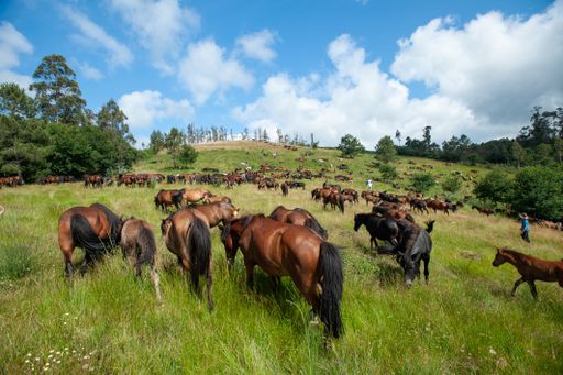 A herd of wild horses grazing on the pasture in Galicia, Spain