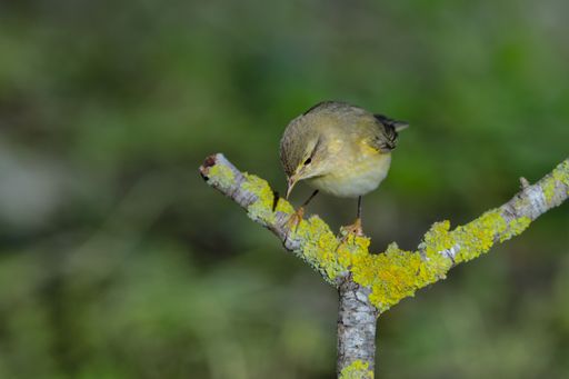 A pensive looking Willow warbler Phylloscopus trochilus on spring migration at stop over,perched on branch with lichens. Malta, Mediterranean