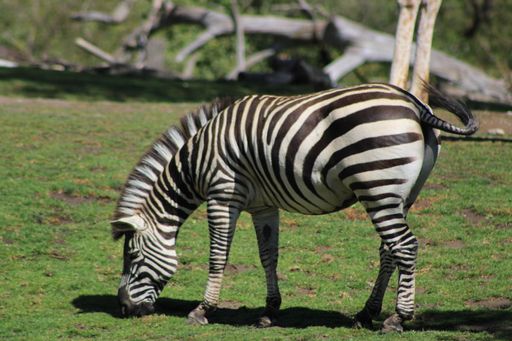 A beautiful zebra eating grass in the zoo