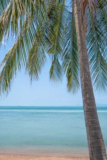 A vertical shot of the beach with palm trees.Seascape from the shore.Thailand.
