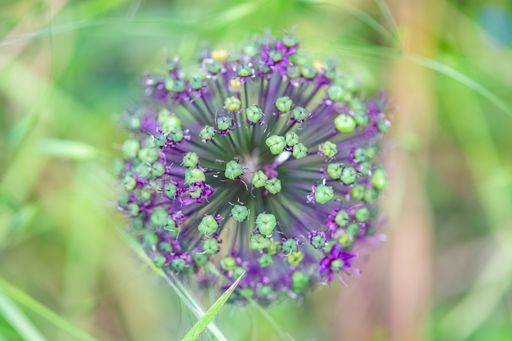 Allium, ornemental onion, macro of a beautiful flower