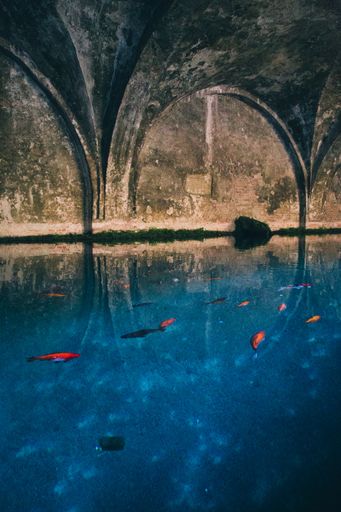 A vertical shot a water canal with a few red and orange fish floating in it