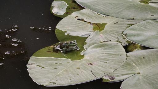 A closeup of a marsh frog. Pelophylax ridibundus.