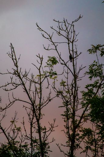 A vertical shot of the tree branches with a bird against the background of the sky.