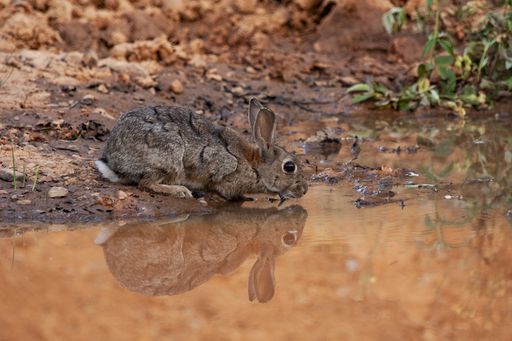 A picture of a brown rabbit drinking water from a polluted river