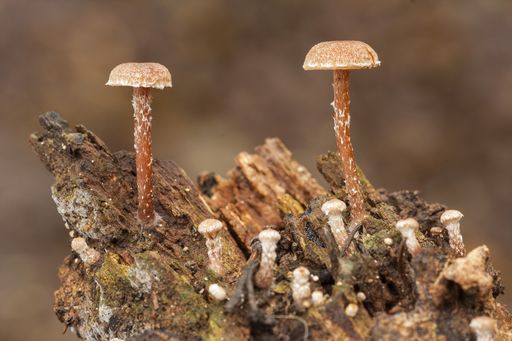 A beautiful shot of the tubal pellucida mushrooms on a dead trunk in a forest