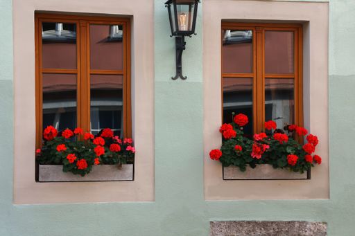 Beautiful red flowers growing in flowerpots on the windowsill.