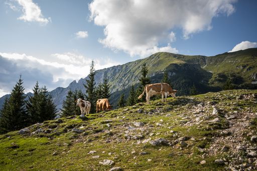 A beautiful shot of cows on a green hill with a tall mountain under the cloudy blue sky