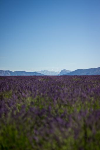 A vertical shot of a beautiful purple lavender field with beautiful calm sky and hills in the back